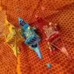 Shakuna Doli - Pahadi Doli Showpiece